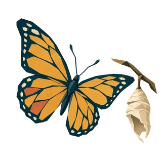 A butterfly with its wings opened beside an empty chrysalis.